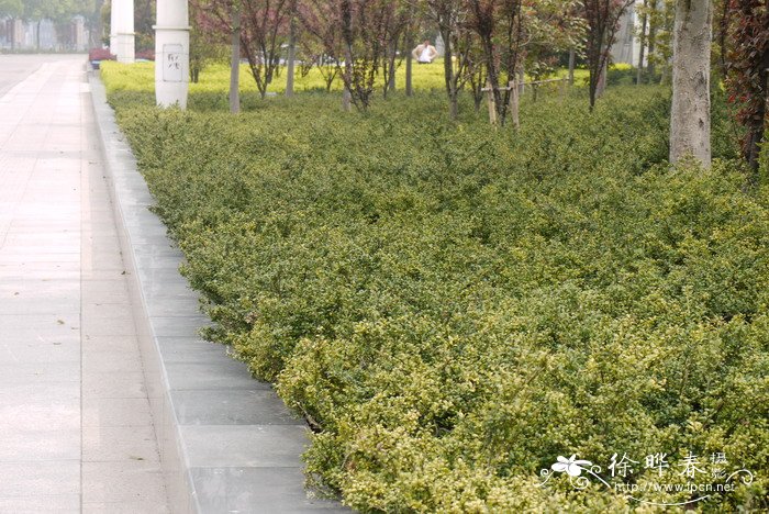 龟甲冬青Ilex crenata 'Convexa' 龟甲冬青Ilex crenata 'Convexa'
