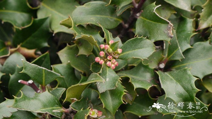 蓝色天使蓝冬青Ilex meserveae 'Blue Angel' 蓝色天使蓝冬青Ilex meserveae 'Blue Angel'