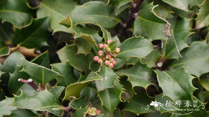 蓝色天使蓝冬青Ilex meserveae 'Blue Angel'