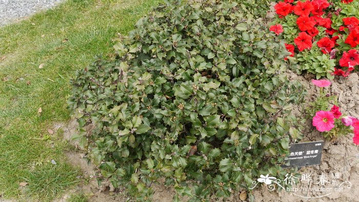 蓝色天使蓝冬青Ilex meserveae 'Blue Angel' 蓝色天使蓝冬青Ilex meserveae 'Blue Angel'