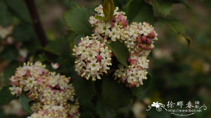 蓝色王子蓝冬青Ilex meserveae 'Blue Prince'