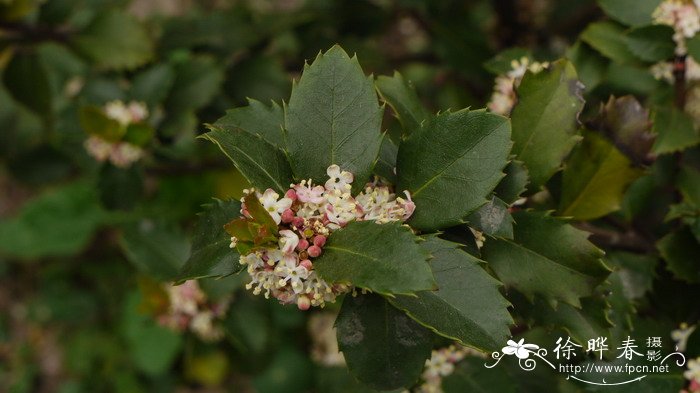 蓝色王子蓝冬青Ilex meserveae 'Blue Prince'