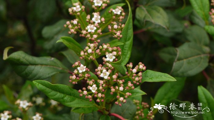 蓝冬青栽培种Ilex x meserveae 'Heckfee' 蓝冬青栽培种Ilex x meserveae 'Heckfee'