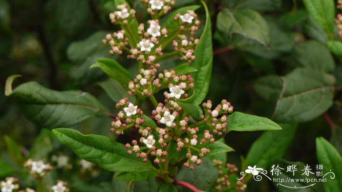 蓝冬青栽培种Ilex x meserveae 'Heckfee'