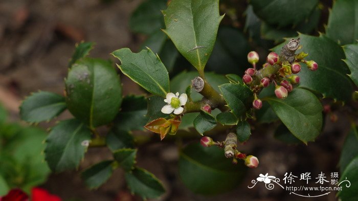 蓝冬青栽培种Ilex x meserveae 'Heckfee'