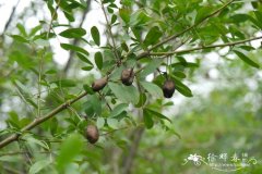 铃铛刺Halimodendron halodendron