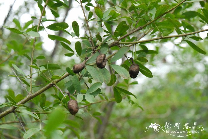 铃铛刺Halimodendron halodendron 铃铛刺Halimodendron halodendron