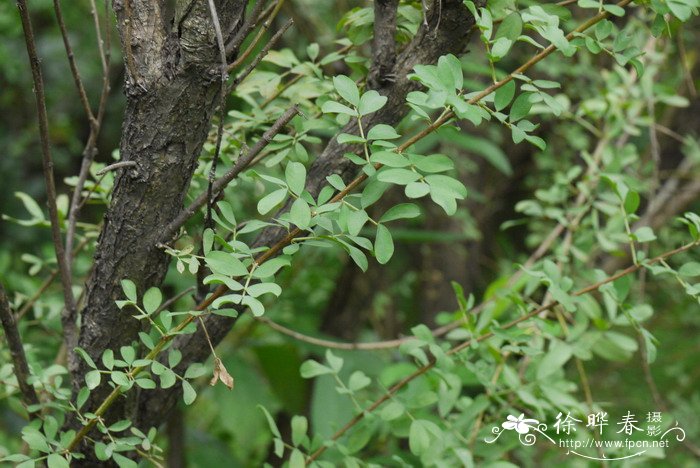 铃铛刺Halimodendron halodendron 铃铛刺Halimodendron halodendron