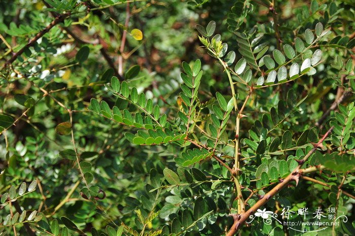 刺云实Caesalpinia spinosa 刺云实Caesalpinia spinosa