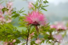 细叶粉扑花Calliandra brevipes