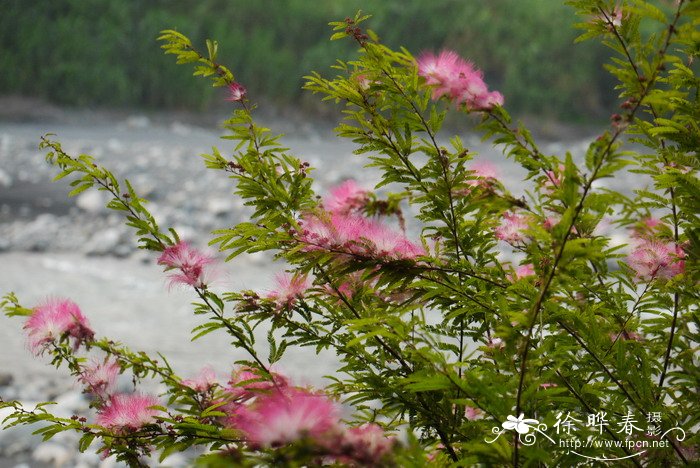 细叶粉扑花Calliandra brevipes 细叶粉扑花Calliandra brevipes