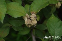 翅果油树Elaeagnus mollis