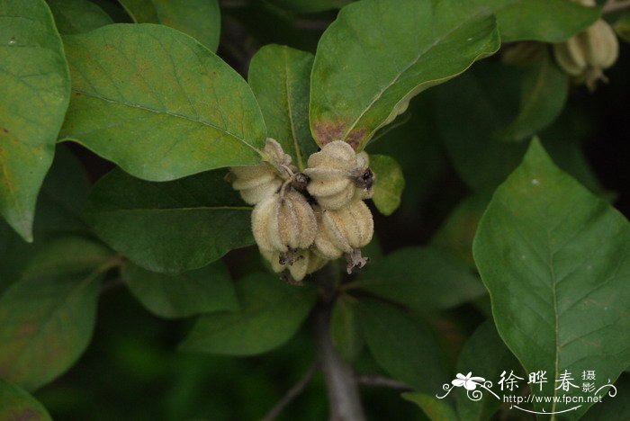 翅果油树Elaeagnus mollis