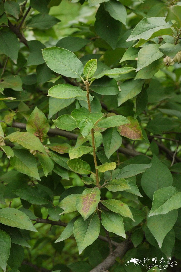 翅果油树Elaeagnus mollis