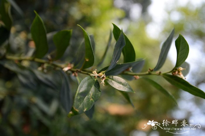 东方野扇花Sarcococca longipetiolata