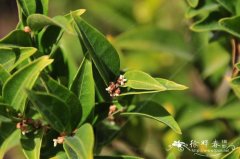 野扇花Sarcococca ruscifolia