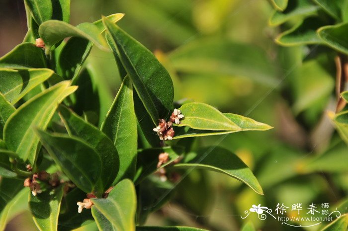 野扇花Sarcococca ruscifolia 野扇花Sarcococca ruscifolia
