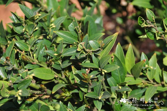 野扇花Sarcococca ruscifolia 野扇花Sarcococca ruscifolia