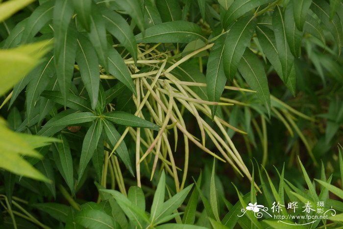 柳叶水甘草Amsonia tabernaemontana