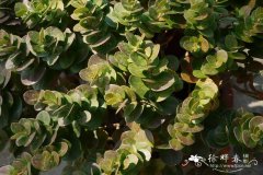 大花假虎刺Carissa macrocarpa