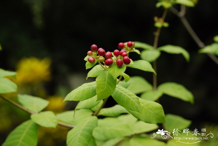 蛇根木Rauvolfia serpentina 蛇根木Rauvolfia serpentina