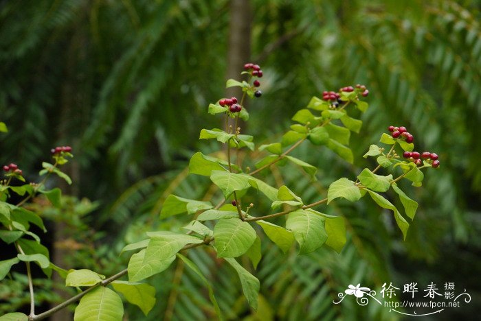 蛇根木Rauvolfia serpentina