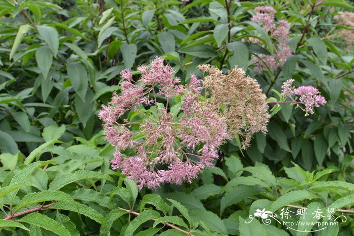 斑茎泽兰Eutrochium maculatum 斑茎泽兰Eutrochium maculatum