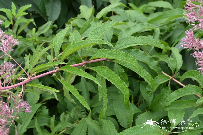 斑茎泽兰Eutrochium maculatum 斑茎泽兰Eutrochium maculatum