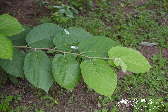 山白树Sinowilsonia henryi 山白树Sinowilsonia henryi