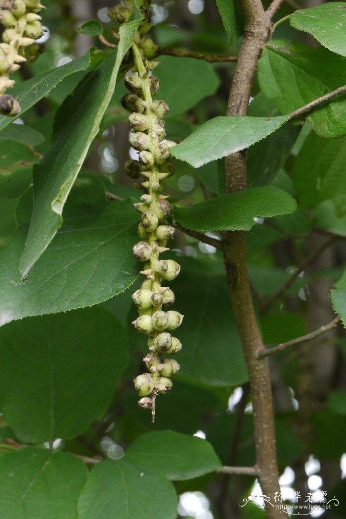 山白树Sinowilsonia henryi 山白树Sinowilsonia henryi