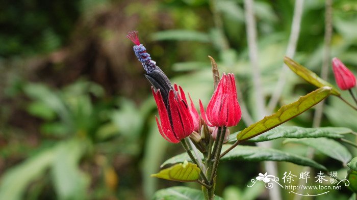 多花孔雀葵 Pavonia intermedia 多花孔雀葵 Pavonia intermedia