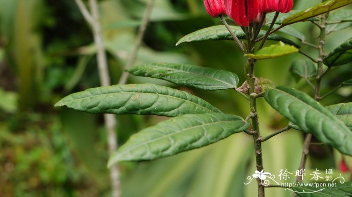 多花孔雀葵 Pavonia intermedia 多花孔雀葵 Pavonia intermedia