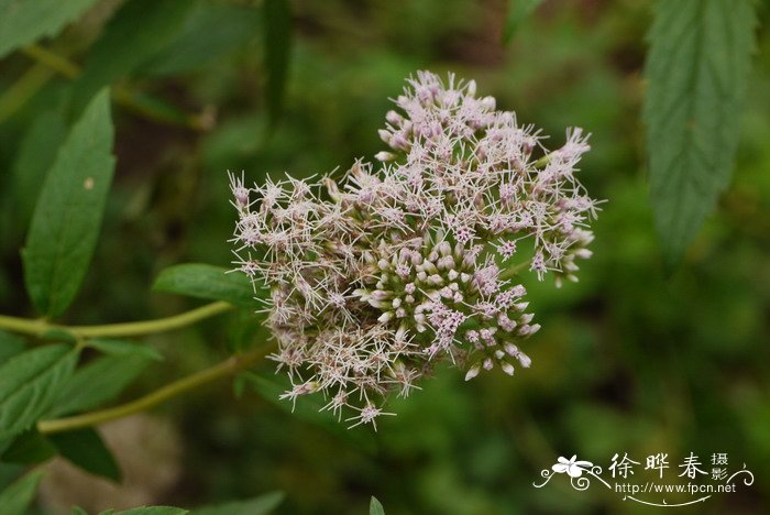 大麻叶泽兰Eupatorium cannabinum 大麻叶泽兰Eupatorium cannabinum