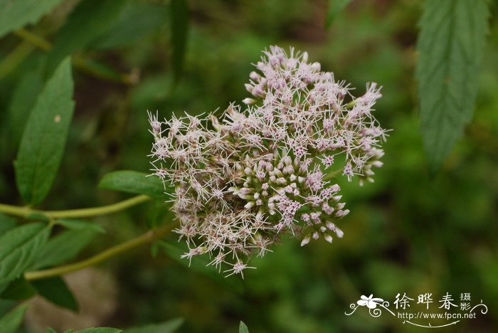 大麻叶泽兰Eupatorium cannabinum