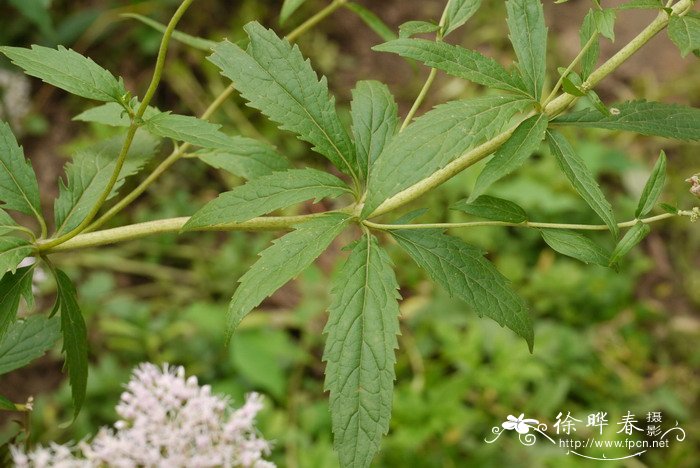 大麻叶泽兰Eupatorium cannabinum 大麻叶泽兰Eupatorium cannabinum
