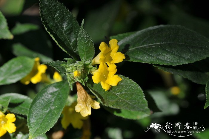 黄球花Strobilanthes chinensis 黄球花Strobilanthes chinensis