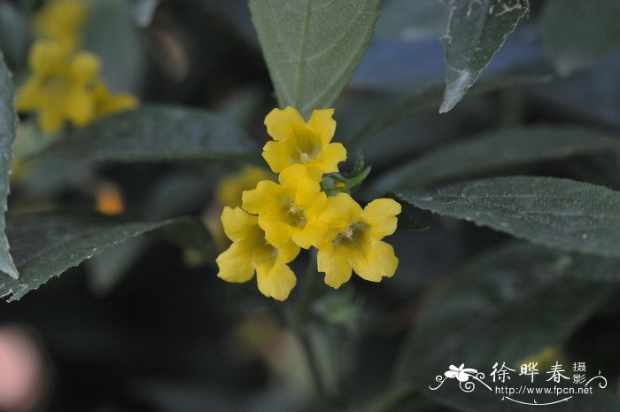 黄球花Strobilanthes chinensis 黄球花Strobilanthes chinensis