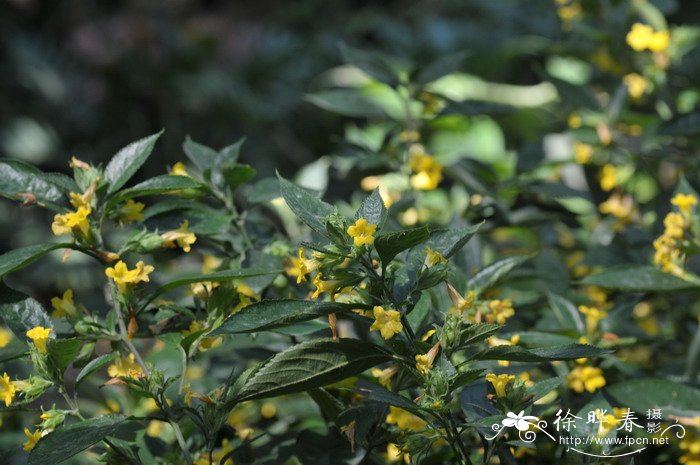 黄球花Strobilanthes chinensis 黄球花Strobilanthes chinensis