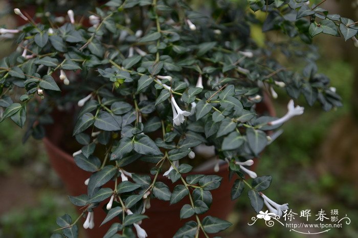虎刺Damnacanthus indicus 虎刺Damnacanthus indicus