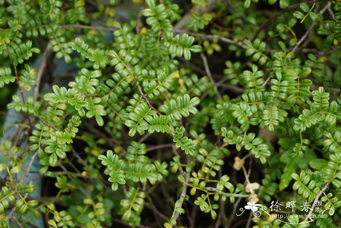 小石积Osteomeles anthyllidifolia