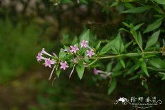 薄皮木Leptodermis oblonga