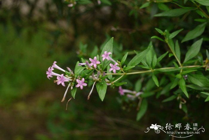 薄皮木Leptodermis oblonga 薄皮木Leptodermis oblonga