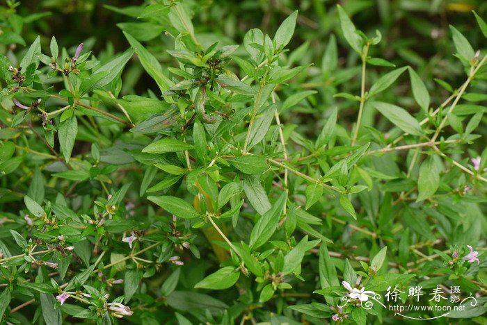 薄皮木Leptodermis oblonga 薄皮木Leptodermis oblonga