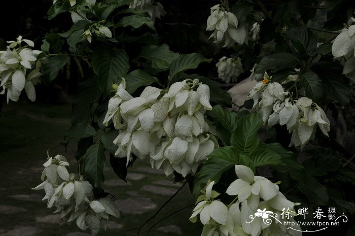 白纸扇Mussaenda philippica 白纸扇Mussaenda philippica