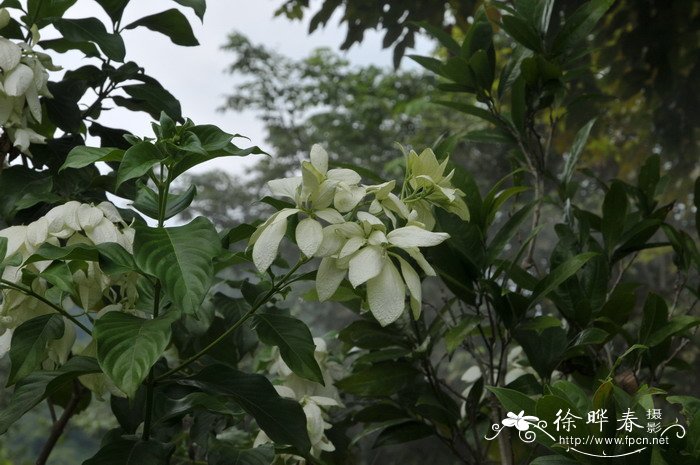 白纸扇Mussaenda philippica 白纸扇Mussaenda philippica