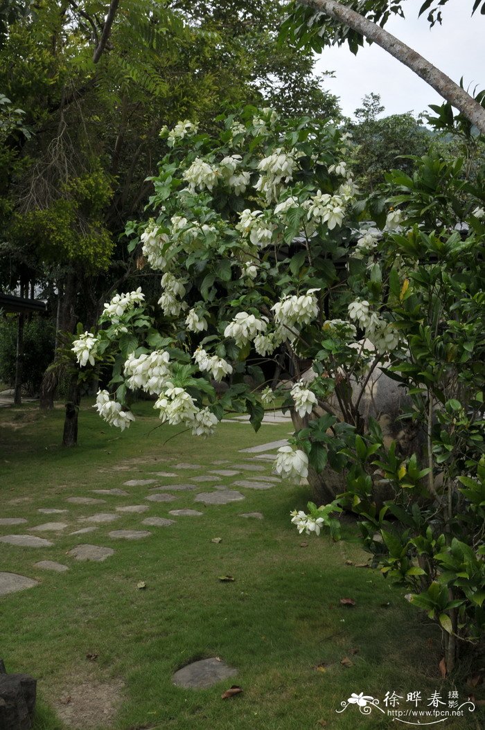 白纸扇Mussaenda philippica 白纸扇Mussaenda philippica