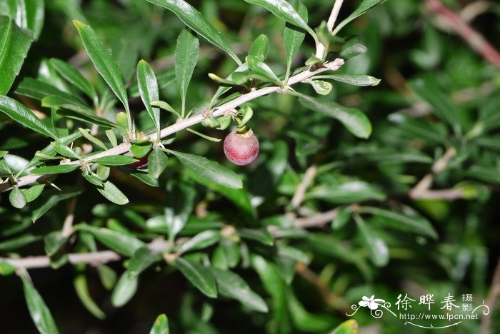 蕤核Prinsepia uniflora 蕤核Prinsepia uniflora