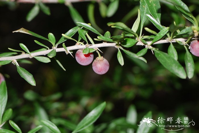 蕤核Prinsepia uniflora 蕤核Prinsepia uniflora