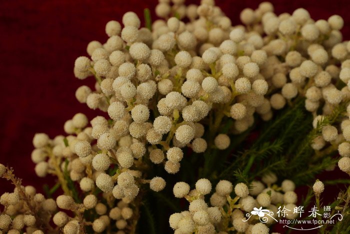 白饰球花Berzelia White Mature 白饰球花Berzelia White Mature