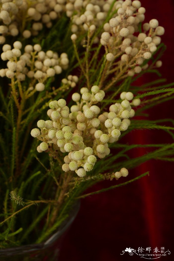 白饰球花Berzelia White Mature 白饰球花Berzelia White Mature